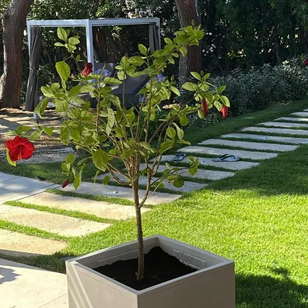 Villagi וילה